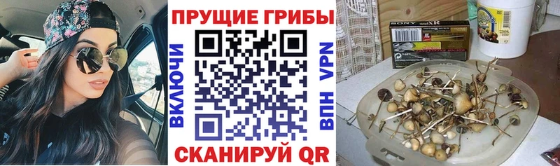 Псилоцибиновые грибы Psilocybe  Купить  Жиздра 